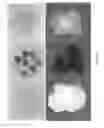 Fig. 35 - CYP76AD1-beta clade polynucleotides, polypeptides, and uses thereof