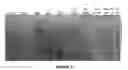 Fig. 09 - High molecular weight heparosan polymers and methods of production and use thereof