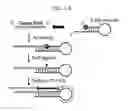 Fig. 02 - Dumbbell-PCR: a method to quantify specific small RNA variants with a single nucleotide resolution at terminal sequences