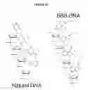 Fig. 49 - Methods and compositions for incorporating nucleotides