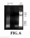 Fig. 07 - Electrochemical impedimetric biosensing microchip for real time telomerase activity detection