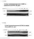 Fig. 03 - SCREENING ASSAY TO IDENTIFY IDO1 AND/OR TDO MODULATORS