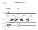 Fig. 01 - Multi-echo spin-, asymmetric spin-, and gradient-echo echo-planar imaging MRI pulse sequence