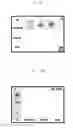 Fig. 09 - USER INTERFACE METHOD AND APPARATUS FOR MOBILE TERMINAL HAVING TOUCHSCREEN