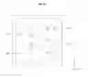 Fig. 09 - Light emitting device package having improved electrical reliability and lighting apparatus including the package