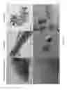 Fig. 04 - Method for preparing metal catalyst supported in porous carbon support using plant