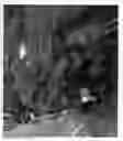 Fig. 02 - STRAWBERRY PLANT NAMED 'REDSTART'