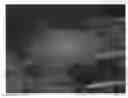 Fig. 01 - STRAWBERRY PLANT CALLED 'SHARKTOOTH'