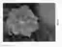 Fig. 02 - STRAWBERRY PLANT CALLED 'SHARKTOOTH'