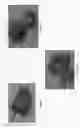 Fig. 06 - STRAWBERRY PLANT CALLED 'SHARKTOOTH'
