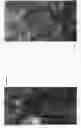 Fig. 07 - STRAWBERRY PLANT CALLED 'SHARKTOOTH'