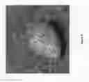 Fig. 08 - STRAWBERRY PLANT CALLED 'SHARKTOOTH'