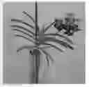 Fig. 01 - Vanda plant named 'SPCDW1609'