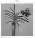 Fig. 02 - Vanda plant named 'SPCDW1609'