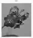 Fig. 04 - Vanda plant named 'SPCDW1609'