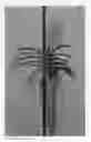 Fig. 01 - Vanda plant named 'SPCDW1701'