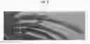 Fig. 03 - Vanda plant named 'SPCDW1701'