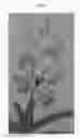 Fig. 04 - Vanda plant named 'SPCDW1701'