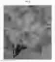 Fig. 05 - Vanda plant named 'SPCDW1701'