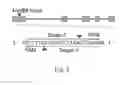 Fig. 04 - Delivery, use and therapeutic applications of the CRISPR-cas systems and compositions for modeling mutations in leukocytes