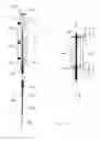 Fig. 08 - Electrosurgery device