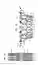 Fig. 13 - Prosthetic valve with radially-deflectable tissue anchors