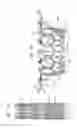 Fig. 19 - Prosthetic valve with radially-deflectable tissue anchors