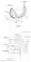 Fig. 04 - Total knee replacement implant based on normal anatomy and kinematics