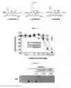 Fig. 02 - Composition for skin whitening comprising β-mangostin as effective ingredient