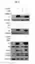 Fig. 07 - Composition for skin whitening comprising β-mangostin as effective ingredient