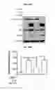 Fig. 09 - Composition for skin whitening comprising β-mangostin as effective ingredient