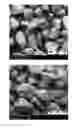 Fig. 01 - IMMEDIATE RELEASE, ABUSE DETERRENT PHARMACEUTICAL COMPOSITIONS