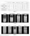 Fig. 02 - Method for preparing liposome frozen powder capable of efficiently retaining its bilayer structure