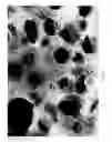 Fig. 06 - COMPOSITION AND METHODS FOR THE TREATMENT OF PERIPHERAL NERVE INJURY