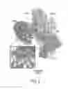 Fig. 03 - Methods and compositions of inhibiting DCN1-UBC12 interaction