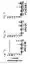 Fig. 08 - LONG CHAIN INULIN FOR STIMULATING AN IMMUNE RESPONSE