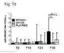 Fig. 09 - LONG CHAIN INULIN FOR STIMULATING AN IMMUNE RESPONSE