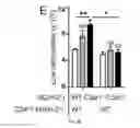 Fig. 06 - COMPOSITIONS AND METHODS FOR MODULATING TOLL LIKE RECEPTOR SIGNAL
