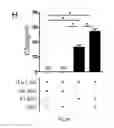 Fig. 08 - COMPOSITIONS AND METHODS FOR MODULATING TOLL LIKE RECEPTOR SIGNAL