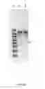 Fig. 02 - Codon-optimized CFTR MRNA