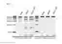 Fig. 22 - Nucleic acid products and methods of administration thereof