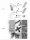 Fig. 02 - Coated plant virus imaging agents