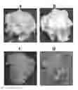 Fig. 01 - Aqueous foam carrier and method of making the same