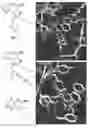 Fig. 01 - Human TLR8-selective agonists