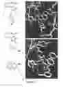 Fig. 02 - Human TLR8-selective agonists