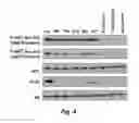 Fig. 06 - RAPAMYCIN ANALOGS SHOWING IMPROVED mTORC1 SPECIFICITY