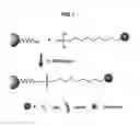 Fig. 02 - Universal enzyme responsive linker for assembling ligands on DNA functionalized nanomaterials