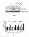 Fig. 07 - Highly efficient NRF2 activators-co-releasing molecule hybrids, their use in the treatment of inflammatory or cardiovascular diseases and their process of preparation