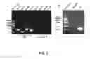 Fig. 02 - Method for preparing bacterial polysaccharide-modified recombinant fusion protein and use of the protein