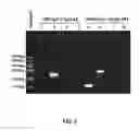 Fig. 03 - Method for preparing bacterial polysaccharide-modified recombinant fusion protein and use of the protein